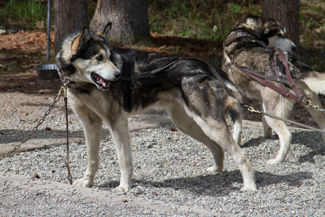 Sled dogs of Denali ready to go