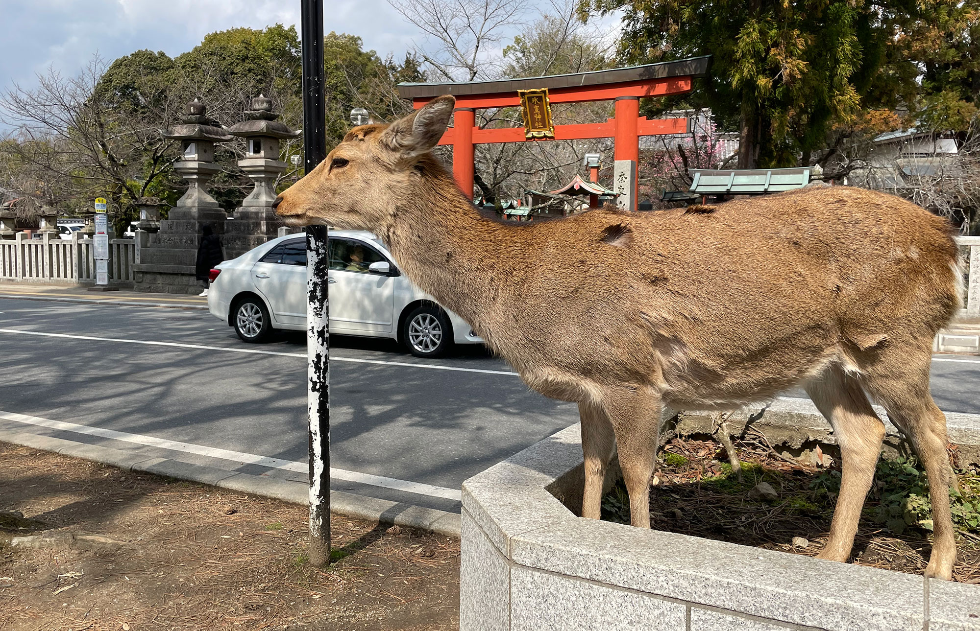 The deer of Nara