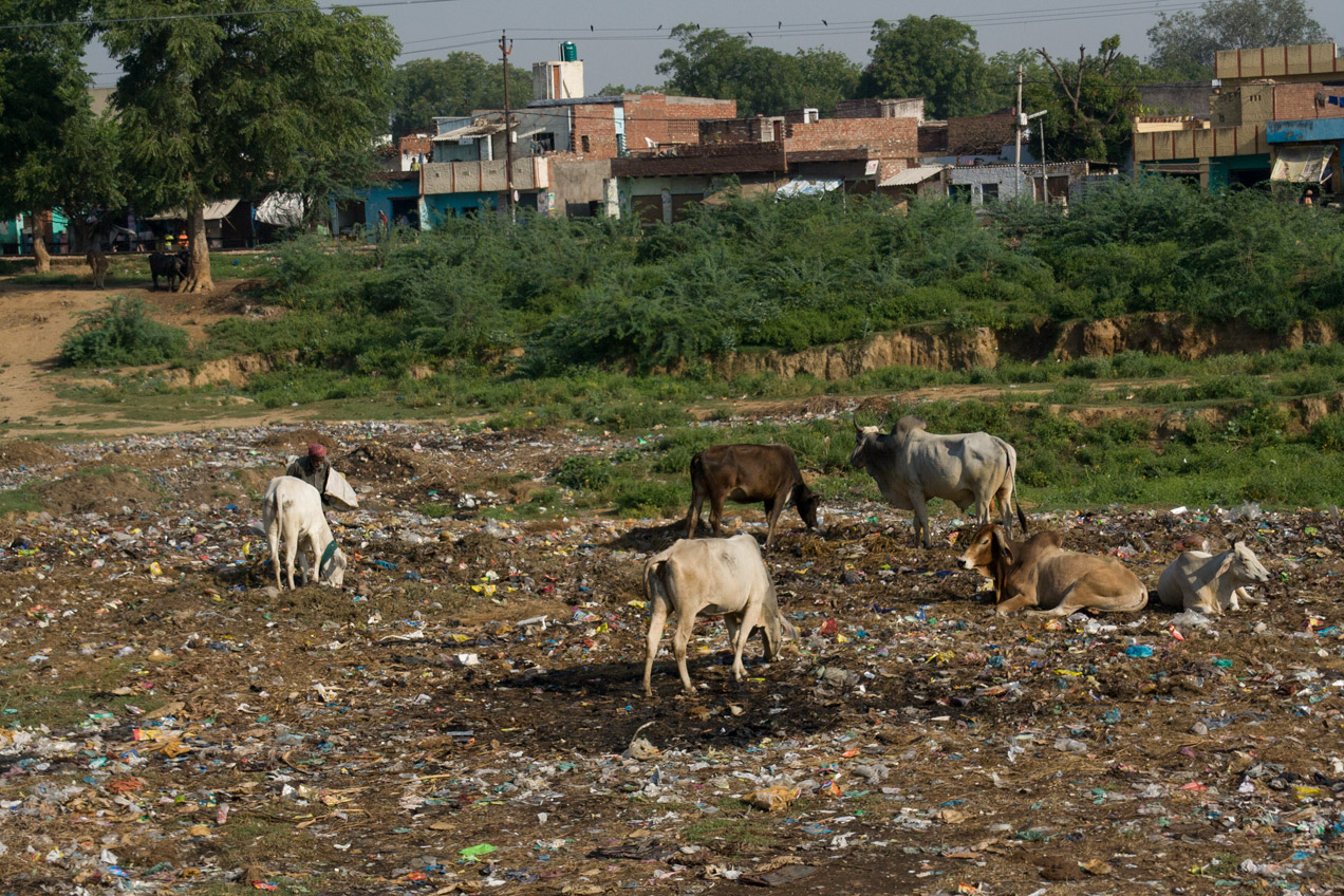 Cows grazing in garbage