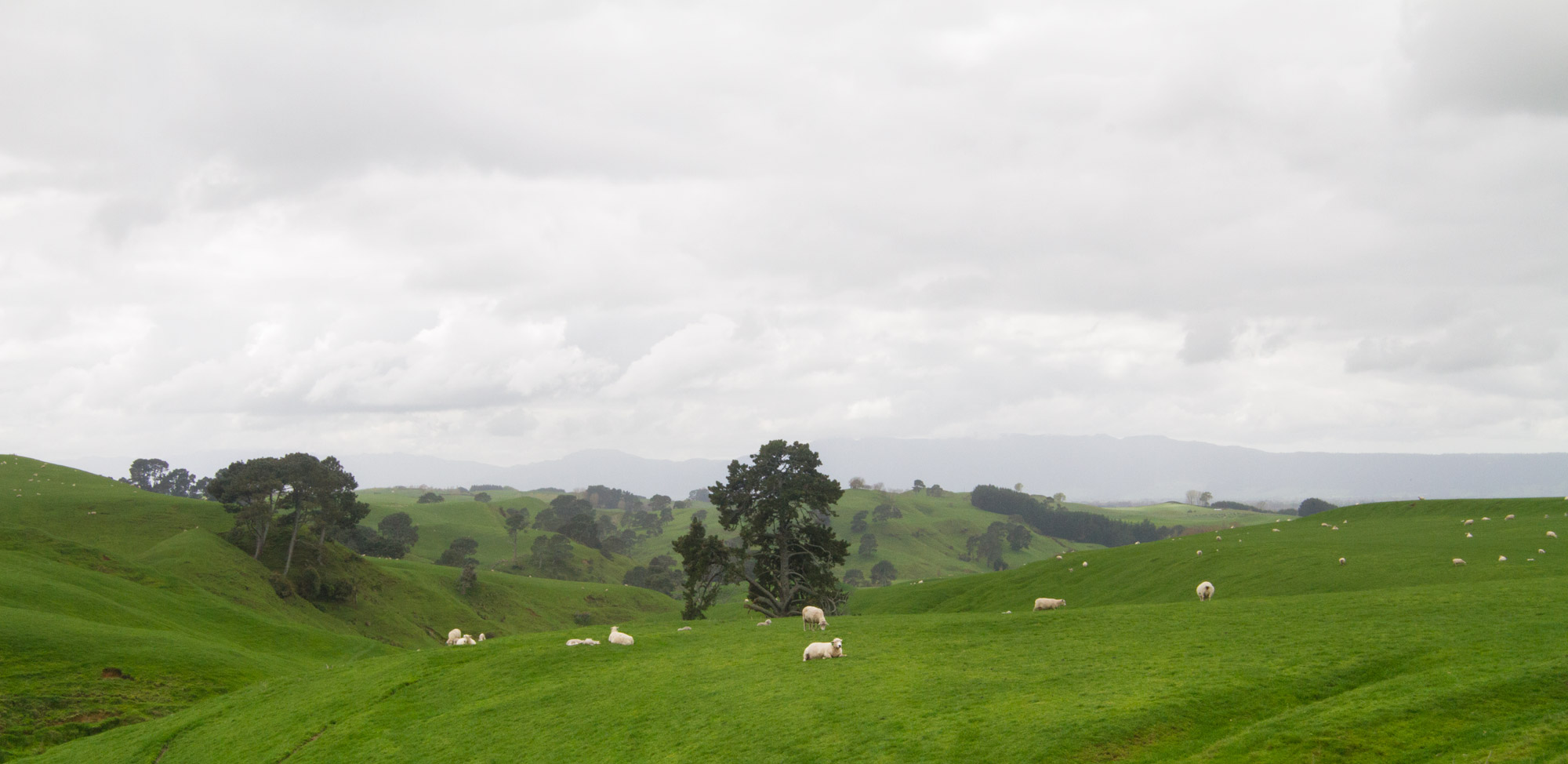 Sheep on rolling hills
