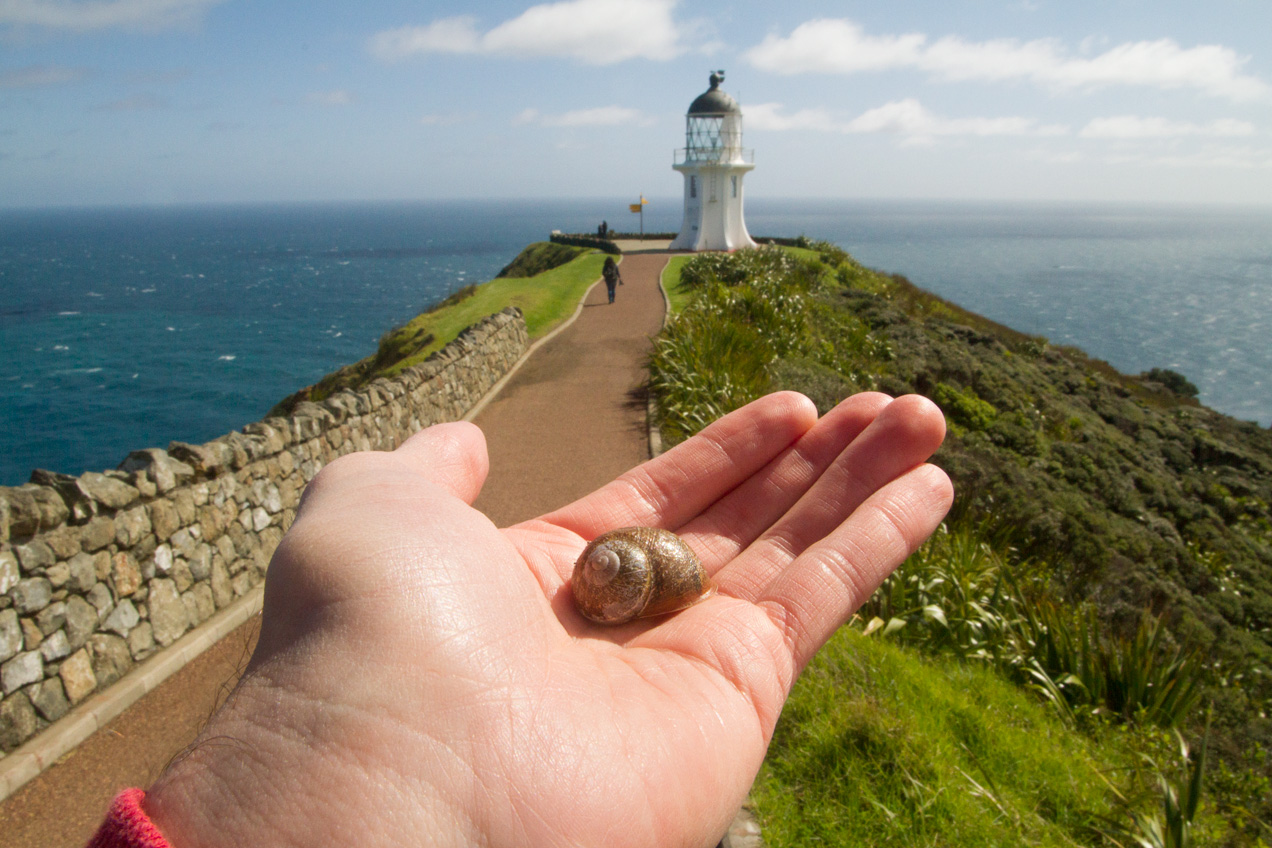 Seashell and Lighthouse of Cape Reinga